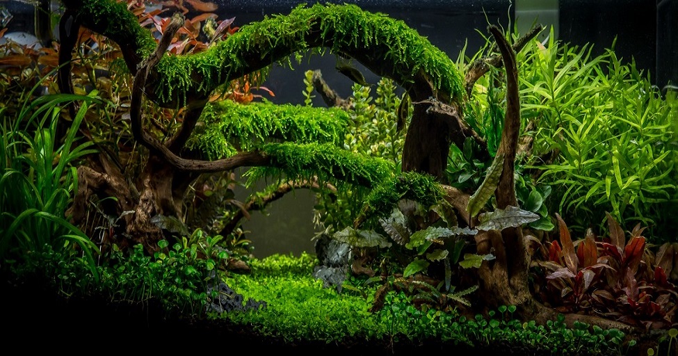 Enchanted forest