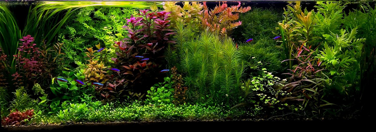Song of plants