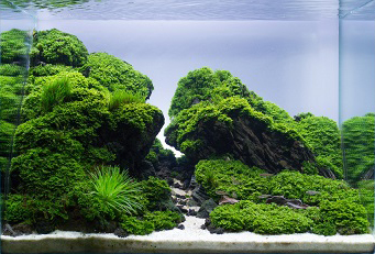 Planted Aquarium Art work 'Straight Edge'